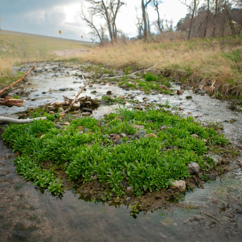 Shallow stream flows through grassy land roadside.