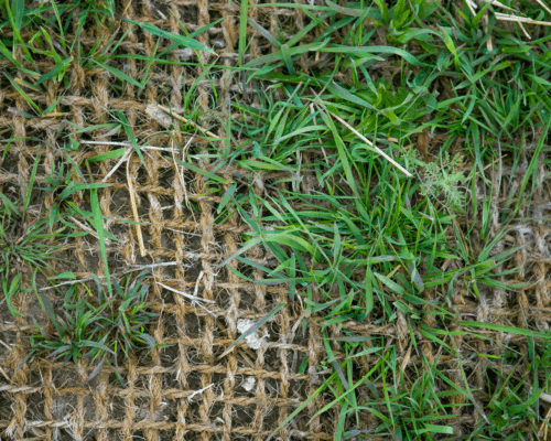 Green grass blades poking through coarse brown fiber netting.
