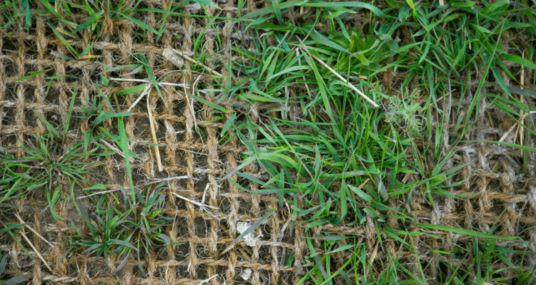 Green grass blades poking through coarse brown fiber netting.